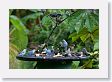SelvaVerde - 015 * Blue-gray Tanager, Palm Tanager, Clay-colored Robin, Red-legged Honeycreeper * Blue-gray Tanager, Palm Tanager, Clay-colored Robin, Red-legged Honeycreeper